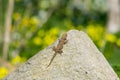 A moorish gecko, Tarentola mauritanica, basking on a rock with a bokeh background of yellow flowers