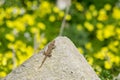 A moorish gecko, Tarentola mauritanica, basking on a rock with a bokeh background of yellow flowers