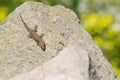 A moorish gecko, Tarentola mauritanica, basking on a rock with a bokeh background of yellow flowers