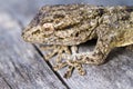 Moorish Gecko (Tarentola mauritanica) Royalty Free Stock Photo