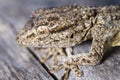 Moorish Gecko (Tarentola mauritanica) Royalty Free Stock Photo