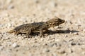 Moorish gecko Tarentola mauritanica, on the ground, with his tail cut off, on the island of Mallorca Royalty Free Stock Photo