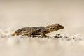 Moorish gecko Tarentola mauritanica, on the ground, with his tail cut off, on the island of Mallorca Royalty Free Stock Photo