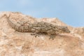 Moorish Gecko Tarentola mauritanica