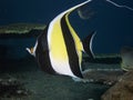 Moorish Idol