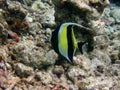 Moorish Idol Royalty Free Stock Photo