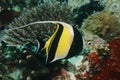 Moorish Idol Royalty Free Stock Photo