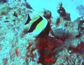 Moorish Idol