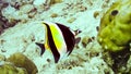 Moorish idol Zanclus cornutus in the Maldives. Royalty Free Stock Photo