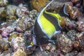 Moorish idol,Zanclus cornutus