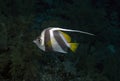 A Moorish Idol Zanclus cornutus