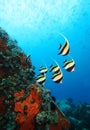 Moorish Idols