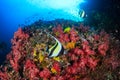 Moorish Idols and other tropical fish on a coral reef