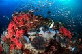 Moorish Idols and other tropical fish on a coral reef