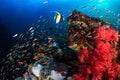 Moorish Idols and other tropical fish on a coral reef