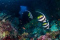 Moorish Idols on a tropical coral reef in the Andaman