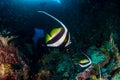 Moorish Idols on a tropical coral reef in the Andaman