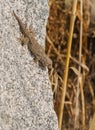 Moorish Wall Gecko climbing on rock Royalty Free Stock Photo