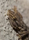 Moorish Wall Gecko portrait Royalty Free Stock Photo