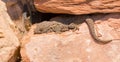 Moorish Wall Gecko between rocks Royalty Free Stock Photo