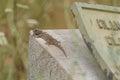 Moorish Wall Gecko Royalty Free Stock Photo