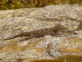 moorish wall gecko, tarentola mauretanica Royalty Free Stock Photo