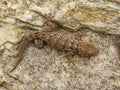 moorish wall gecko, tarentola mauretanica Royalty Free Stock Photo