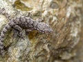 moorish wall gecko, tarentola mauretanica Royalty Free Stock Photo