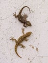 moorish wall gecko, tarentola mauretanica Royalty Free Stock Photo