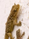 moorish wall gecko, tarentola mauretanica Royalty Free Stock Photo