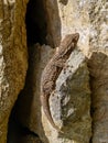 moorish wall gecko, tarentola mauretanica Royalty Free Stock Photo