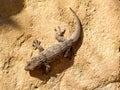 moorish wall gecko, tarentola mauretanica Royalty Free Stock Photo
