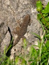 moorish wall gecko, tarentola mauretanica Royalty Free Stock Photo