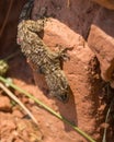 Moorish Wall Gecko upside down Royalty Free Stock Photo