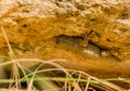 Moorish Wall Gecko upside down Royalty Free Stock Photo