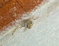 Moorish Wall Gecko upside down Royalty Free Stock Photo