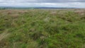 Moorland dotted with Cottongrass.