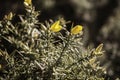 Moorland Gorse Bush