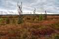 Moorland landscape of the High Fens in autumn, Belgium. Royalty Free Stock Photo