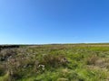 Moorland landscape, set against a blue sky near, Hawksworth, Leeds, UK Royalty Free Stock Photo