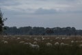 Moorland landscape with sheep Royalty Free Stock Photo