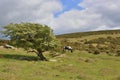 Moorland Landscape of South West England Royalty Free Stock Photo