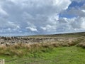 Moorland, with long grasses. next to a dry stone wall near, Cowling, Keighley, UK