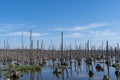 Dead trees, moor and marshes Lower Peene Valley and Peenehaff Royalty Free Stock Photo