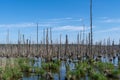 Dead trees, moor and marshes Lower Peene Valley and Peenehaff Royalty Free Stock Photo