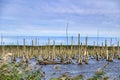 Moorland in the Peenetal, Germany near the isle Usedom, where a dead forest is seen, consisting only of towering bare trunks Royalty Free Stock Photo