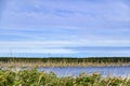 Moorland in the Peenetal, Germany near the isle Usedom, where a dead forest is seen, consisting only of towering bare trunks Royalty Free Stock Photo