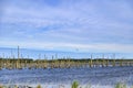 Moorland in the Peenetal, Germany near the isle Usedom, where a dead forest is seen, consisting only of towering bare trunks Royalty Free Stock Photo