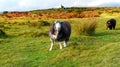 Moorland sheep with Cornish mine engine house in the far background