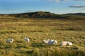 Moorland sheep
